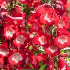 Penstemon Collection - Pack Of FIVE Different Plants -Outlet Plant Store penstemon phoenix red 1