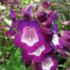 Penstemon Collection - Pack Of FIVE Different Plants -Outlet Plant Store penstemon phoenix violet