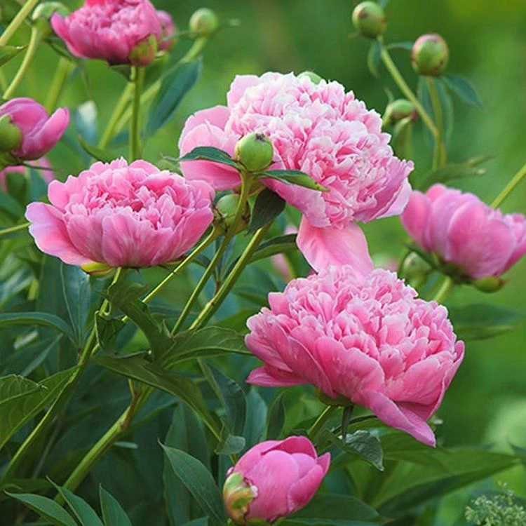 Paeonia Alexander Fleming - Peony 1 Paeonia Alexander Fleming - Peony