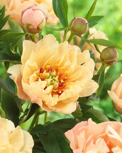 Peony Itoh 'Callies Memory' - Paeonia Itoh 2 Peony Itoh 'Callies Memory' - Paeonia Itoh - Image 2