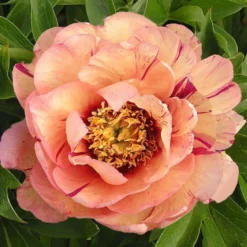 Peony Itoh 'Callies Memory' - Paeonia Itoh 5 Peony Itoh 'Callies Memory' - Paeonia Itoh -Outlet Plant Store peony callies memory 2