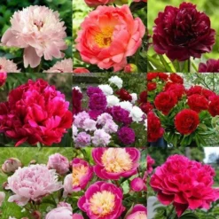 Peony Plants MEGA PACK - Exotic Looking Fragrant Garden Peony Plants Collection - Pack Of TEN Plants