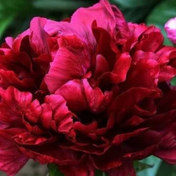Paeonia Francoise Ortegat - Peony Plant -Outlet Plant Store peony francois1 1