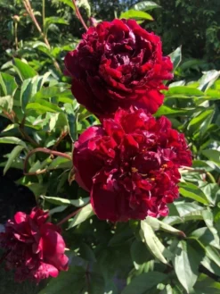 Paeonia Francoise Ortegat - Peony - Pack Of THREE -Outlet Plant Store peony francoise ortegat 4