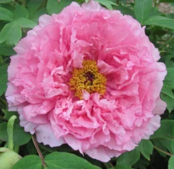 Tree Peony - Paeonia Suffruticosa ‘Rou Fu Rong’ - Pink Hibiscus