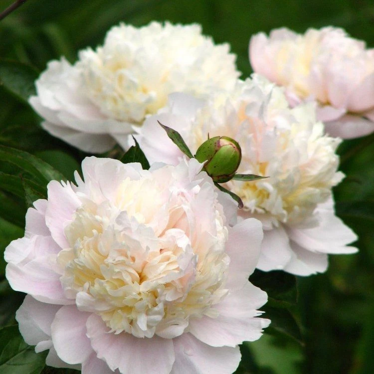 Paeonia Lactiflora Shirley Temple - Classic White Peony 2 Paeonia Lactiflora Shirley Temple - Classic White Peony - Image 2