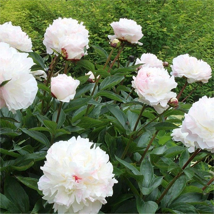 Paeonia Lactiflora Shirley Temple - Classic White Peony 1 Paeonia Lactiflora Shirley Temple - Classic White Peony