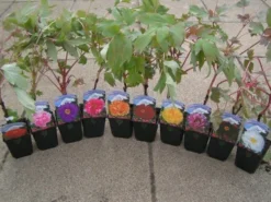 Tree Peony Collection - Selection Of THREE Plants - Paeonia Suffruticosa Peonies In Mixed Colours -Outlet Plant Store peony collection