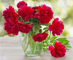 Perfumed Peony - Paeonia Karl Rosenfield - Peony - Pack Of FIVE 7 Perfumed Peony - Paeonia Karl Rosenfield - Peony - Pack Of FIVE -Outlet Plant Store peony karl rosenfield invase