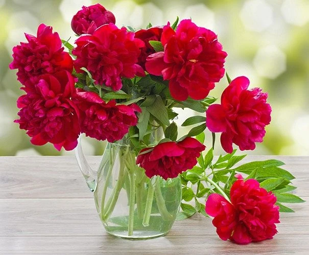 Perfumed Peony - Paeonia Karl Rosenfield - Peony - Pack Of FIVE 3 Perfumed Peony - Paeonia Karl Rosenfield - Peony - Pack Of FIVE - Image 3