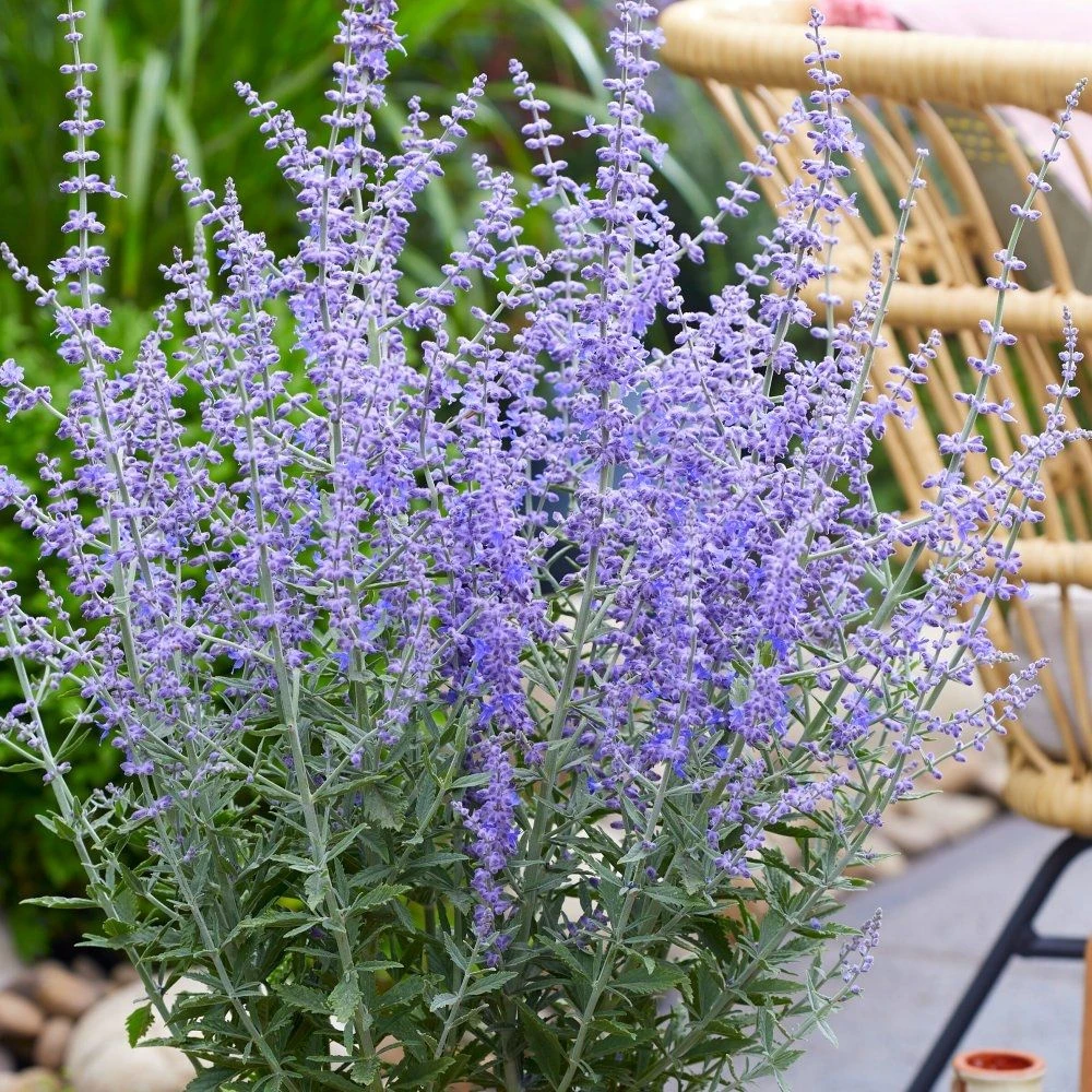 Bargain Hardy Flowering Shrub Collection - Selection Of FIVE Garden Shrubs 3 Bargain Hardy Flowering Shrub Collection - Selection Of FIVE Garden Shrubs - Image 3