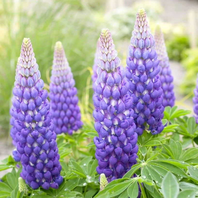 Lupinus West Country Lupins Persian Slipper 1 Lupinus West Country Lupins Persian Slipper