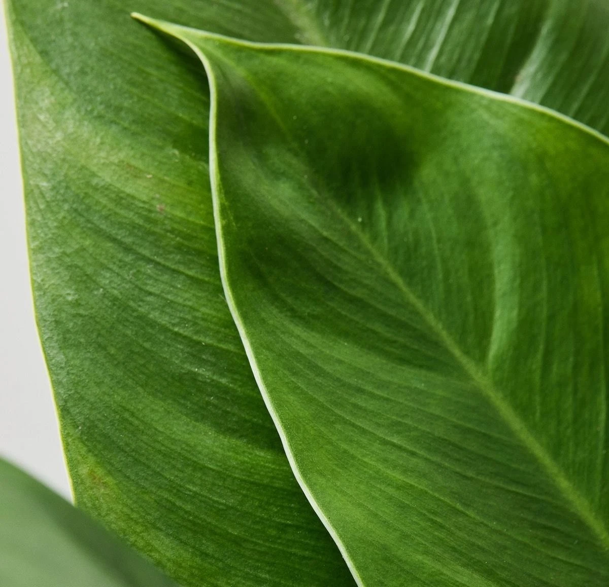 Philodendron Imperial Green 2 Philodendron Imperial Green - Image 2