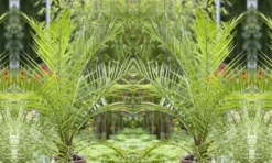 XXL Giant Phoenix Canariensis - Canary Island Date Palm - LARGE PATIO PALM TREES Approx 140cms 15 XXL Giant Phoenix Canariensis - Canary Island Date Palm - LARGE PATIO PALM TREES Approx 140cms -Outlet Plant Store phoenix canariensis 2016 new 1000x600 4