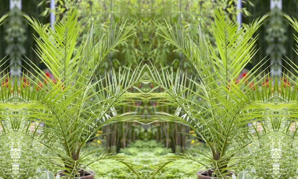 XXL Giant Phoenix Canariensis - Canary Island Date Palm - LARGE PATIO PALM TREES Approx 140cms 8 XXL Giant Phoenix Canariensis - Canary Island Date Palm - LARGE PATIO PALM TREES Approx 140cms - Image 8