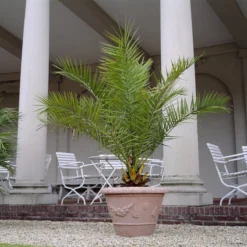 XXL Giant Phoenix Canariensis - Canary Island Date Palm - LARGE PATIO PALM TREES Approx 140cms 12 XXL Giant Phoenix Canariensis - Canary Island Date Palm - LARGE PATIO PALM TREES Approx 140cms -Outlet Plant Store phoenix canariensis lifestyle1200x1200 1