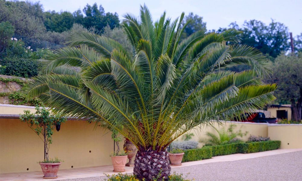 XXL Giant Phoenix Canariensis - Canary Island Date Palm - LARGE PATIO PALM TREES Approx 140cms 3 XXL Giant Phoenix Canariensis - Canary Island Date Palm - LARGE PATIO PALM TREES Approx 140cms - Image 3