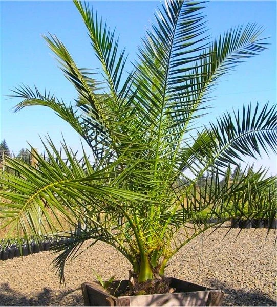 XXL Giant Phoenix Canariensis - Canary Island Date Palm - LARGE PATIO PALM TREES Approx 140cms 1 XXL Giant Phoenix Canariensis - Canary Island Date Palm - LARGE PATIO PALM TREES Approx 140cms