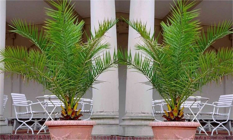 XXL Giant Phoenix Canariensis - Canary Island Date Palm - LARGE PATIO PALM TREES Approx 140cms 7 XXL Giant Phoenix Canariensis - Canary Island Date Palm - LARGE PATIO PALM TREES Approx 140cms - Image 7
