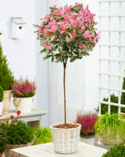 Hardy Evergreen Photinia Serratifolia PINK CRISPY 90-120cm (3-4ft) Standard Topiary Tree