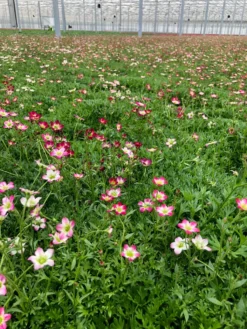 Saxifraga Mossy PINK - Cushion Saxifrage Plants - Pack Of SIX -Outlet Plant Store photo apr 08 22 10 46 34 am 3