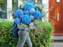 GIANT BLUE MOPHEAD Hydrangea Macrophylla Pimpernel - Large Flowered Mophead Hydrangea - XXXL Plants 7 GIANT BLUE MOPHEAD Hydrangea Macrophylla Pimpernel - Large Flowered Mophead Hydrangea - XXXL Plants -Outlet Plant Store pimpernel blue 2