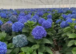 GIANT BLUE MOPHEAD Hydrangea Macrophylla Pimpernel - Large Flowered Mophead Hydrangea - XXXL Plants 6 GIANT BLUE MOPHEAD Hydrangea Macrophylla Pimpernel - Large Flowered Mophead Hydrangea - XXXL Plants -Outlet Plant Store pimpernel blue b