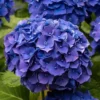 GIANT BLUE MOPHEAD Hydrangea Macrophylla Pimpernel - Large Flowered Mophead Hydrangea - XXXL Plants