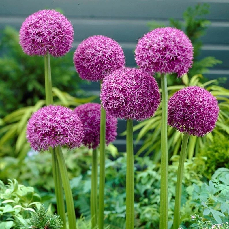 Allium Pinball Wizard 1 Allium Pinball Wizard