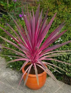 Pair Of Cordyline Pink Passion - Stunning Hardy Torbay Palms 6 Pair Of Cordyline Pink Passion - Stunning Hardy Torbay Palms -Outlet Plant Store pink cordy pot1