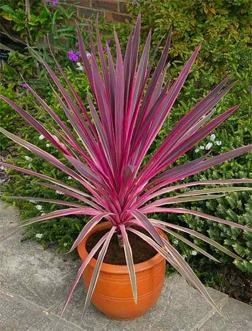 Pair Of Cordyline Pink Passion - Stunning Hardy Torbay Palms 3 Pair Of Cordyline Pink Passion - Stunning Hardy Torbay Palms - Image 3