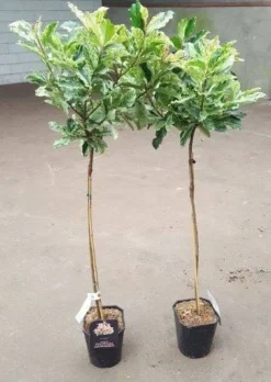 Hardy Evergreen Photinia Serratifolia PINK CRISPY 90-120cm (3-4ft) Standard Topiary Tree -Outlet Plant Store pink crispy stock in summer 1