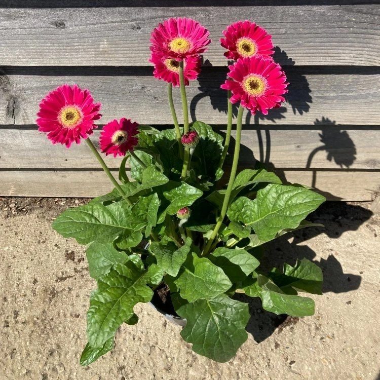 Pink Gerbera Garvinea Sweet Spice - Beautiful Hardy Gerbera With Giant Daisy Flowers 5 Pink Gerbera Garvinea Sweet Spice - Beautiful Hardy Gerbera With Giant Daisy Flowers - Image 5