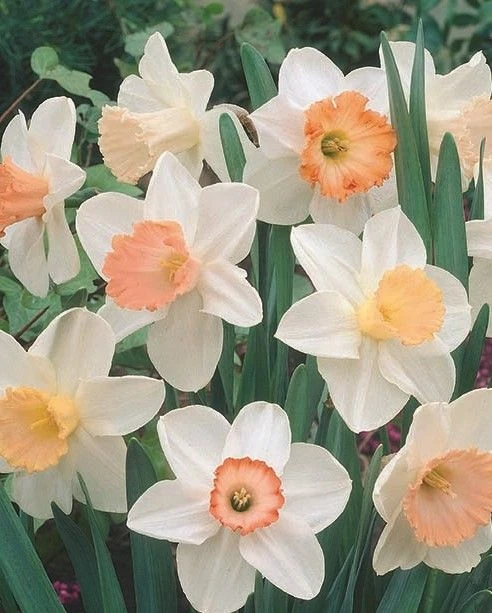 Pink Family Daffodil Designer Blend - Pack Of 20 Bulbs 2 Pink Family Daffodil Designer Blend - Pack Of 20 Bulbs - Image 2