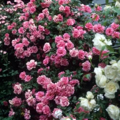 Climbing Rose Pink Perpetue -Outlet Plant Store pink perpetue climbing rose2