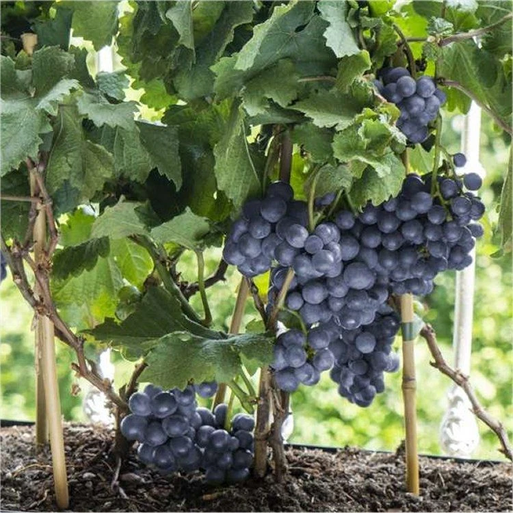 Dwarf Grape Vine - Vitis Pixie - Pinot Noir 1 Dwarf Grape Vine - Vitis Pixie - Pinot Noir