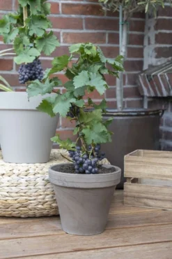 Dwarf Grape Vine - Vitis Pixie - Pinot Noir 5 Dwarf Grape Vine - Vitis Pixie - Pinot Noir -Outlet Plant Store pixie pinot noir 2