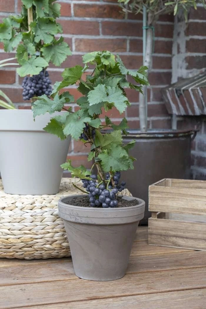 Dwarf Grape Vine - Vitis Pixie - Pinot Noir 3 Dwarf Grape Vine - Vitis Pixie - Pinot Noir - Image 3