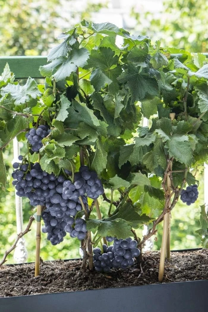 Dwarf Grape Vine - Vitis Pixie - Pinot Noir 2 Dwarf Grape Vine - Vitis Pixie - Pinot Noir - Image 2