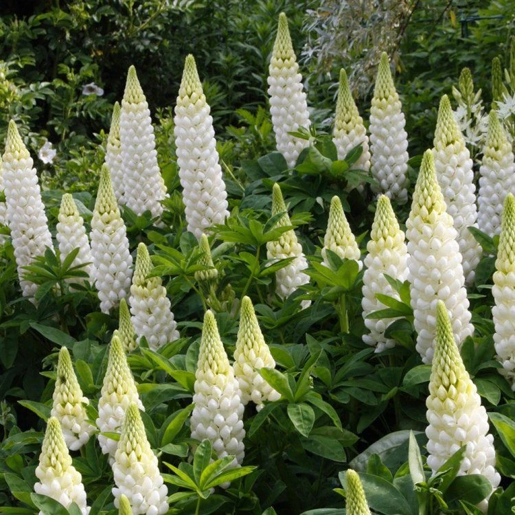 Lupinus West Country Lupins Polar Princess 1 Lupinus West Country Lupins Polar Princess