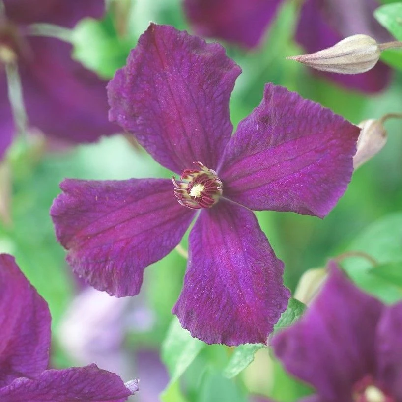 Clematis Polish Spirit 1 Clematis Polish Spirit