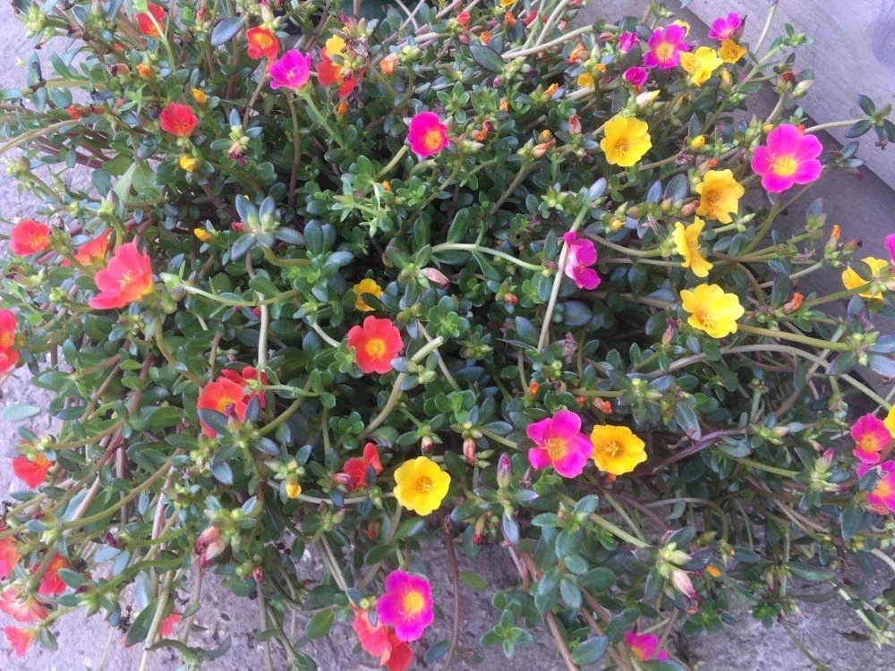 Extra Large Flowering Portulaca Succulent Plant 2 Extra Large Flowering Portulaca Succulent Plant - Image 2