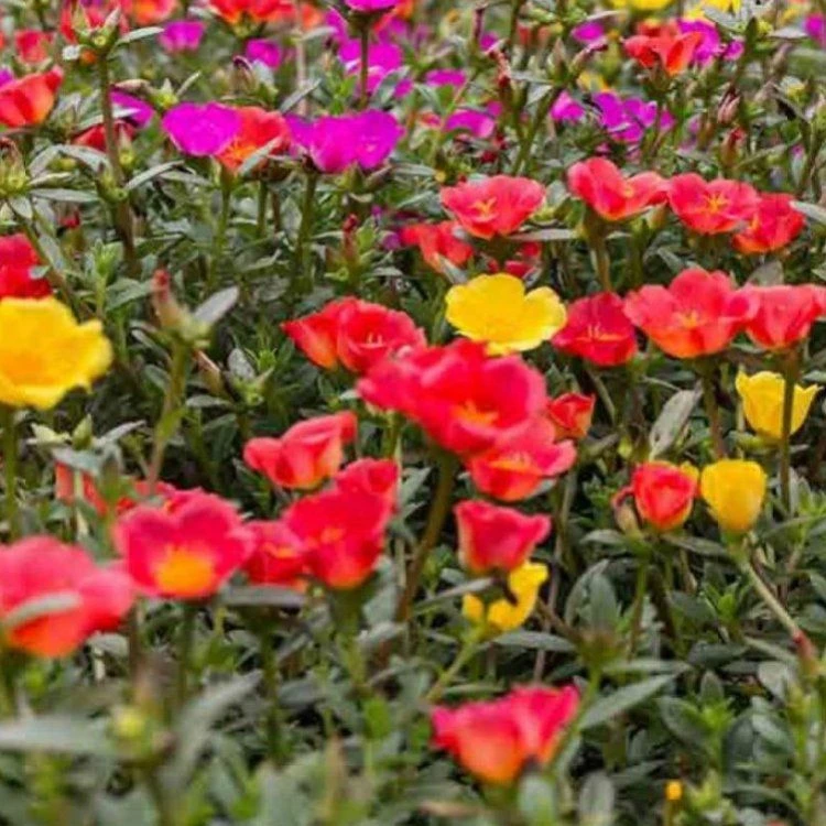 Extra Large Flowering Portulaca Succulent Plant 3 Extra Large Flowering Portulaca Succulent Plant - Image 3