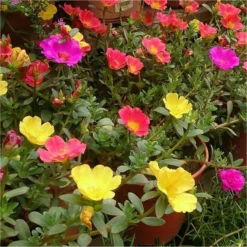 Extra Large Flowering Portulaca Succulent Plant 7 Extra Large Flowering Portulaca Succulent Plant -Outlet Plant Store portulaca oleracea mixed 1 1