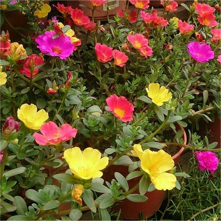 Extra Large Flowering Portulaca Succulent Plant 4 Extra Large Flowering Portulaca Succulent Plant - Image 4
