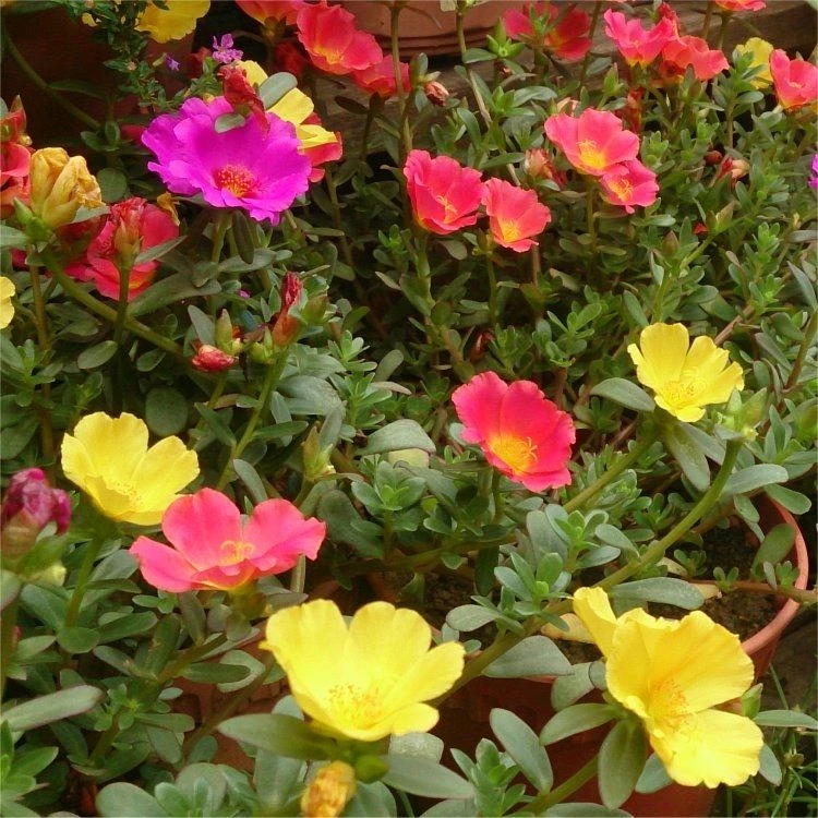 Extra Large Flowering Portulaca Succulent Plant 1 Extra Large Flowering Portulaca Succulent Plant