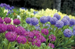 Primula Denticulata Collection - Pack Of THREE Drumstick Primrose Plants -Outlet Plant Store prim dent 1