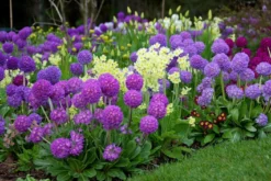Primula Denticulata Collection - Pack Of THREE Drumstick Primrose Plants -Outlet Plant Store prim dent 3