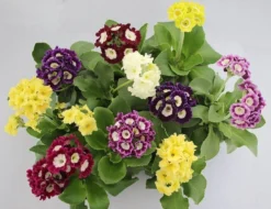 Auricula Plant Collection - Pack Of THREE Plants -Outlet Plant Store primula auricula1 1