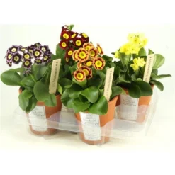 Auricula Plant Collection - Pack Of THREE Plants -Outlet Plant Store primula auricula2 1